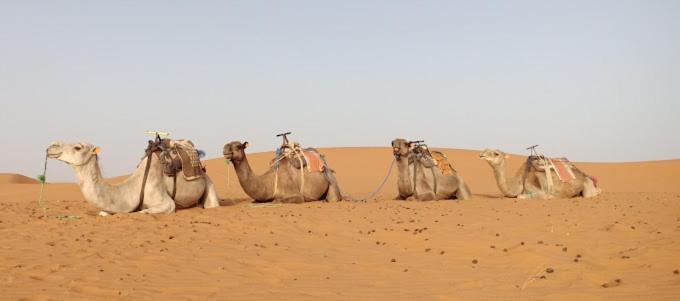 Kasbah Hotel Panorama Merzouga Eksteriør billede